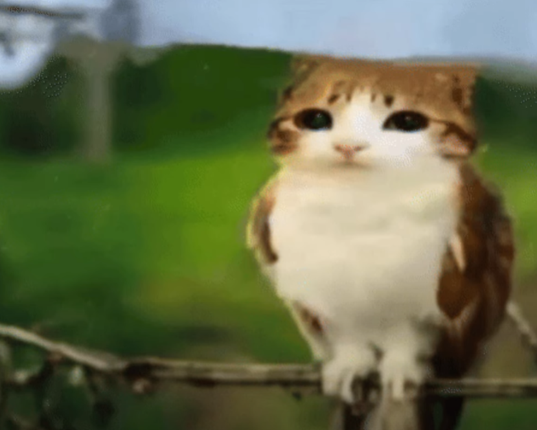 Cat Owl