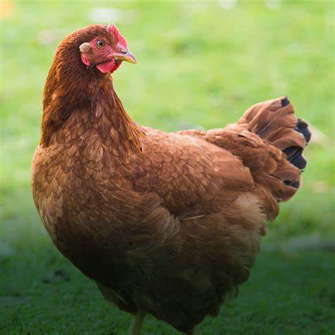 Chicken