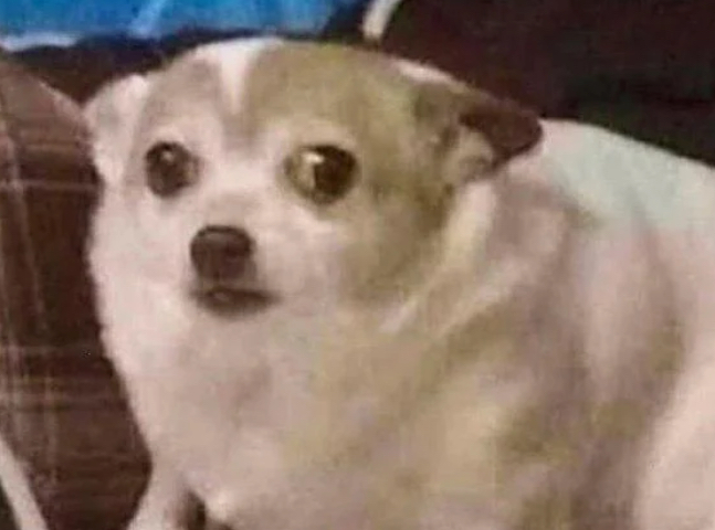 Confused Dog