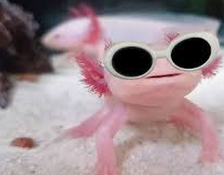 Cool Axolotl