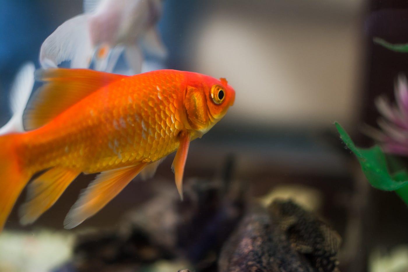 FISH THE G.O.A.T