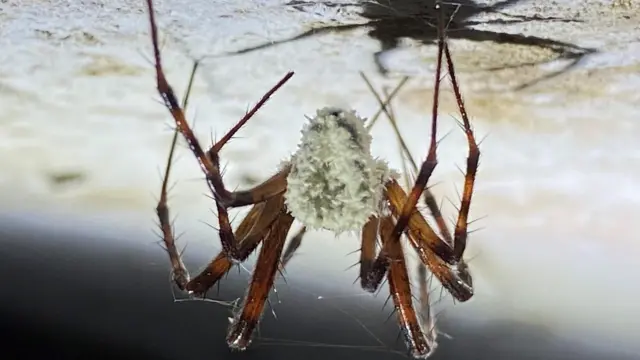 Gibellula Attenboroughii