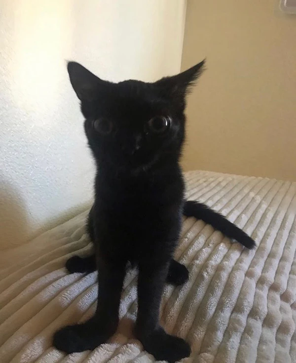 Black Cat