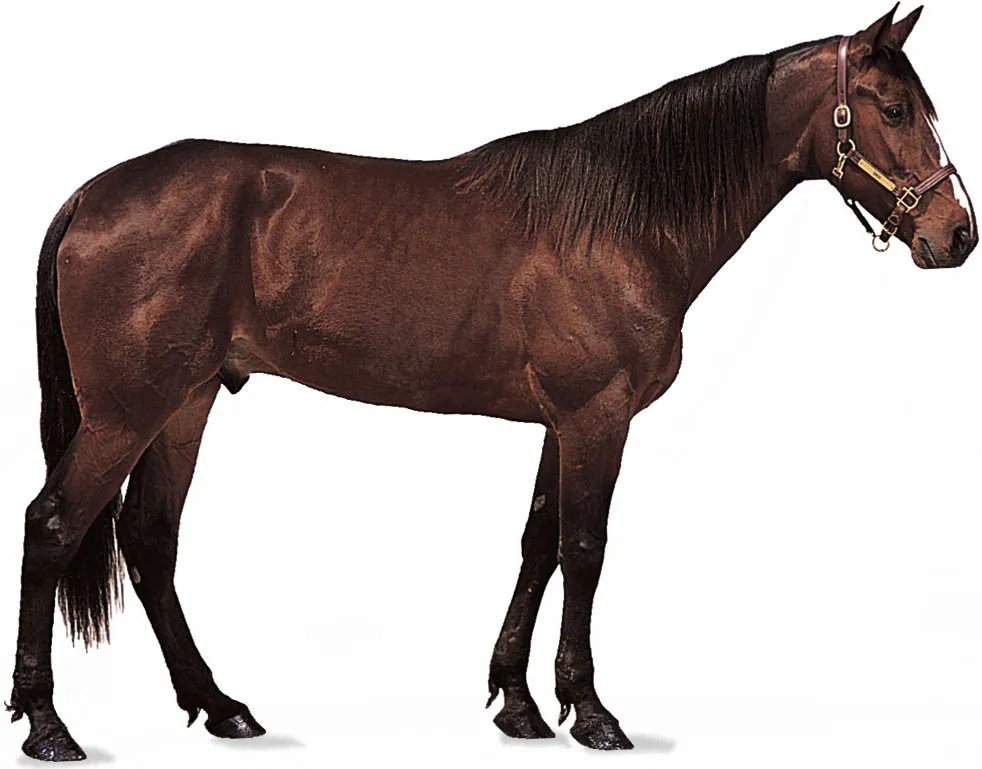 Rideable Horse